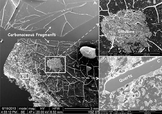 Scanning electron 