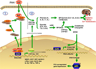 Schematic mechanism 