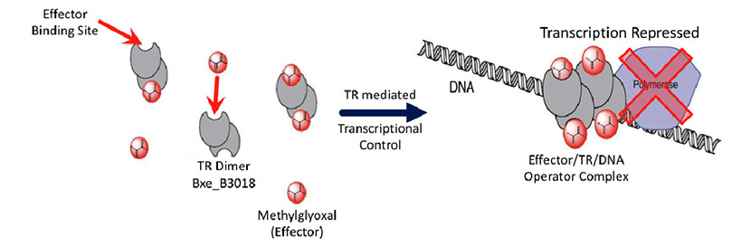 Bacterial Transcriptional Regulators 