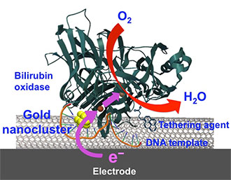 Schematic shows the integration of the AuNC 