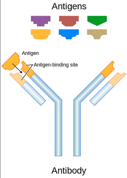 Schematic diagram of an antibody and antigens