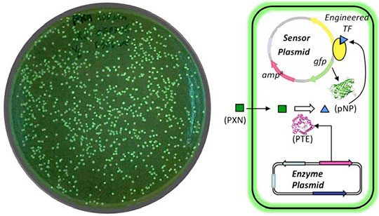 glowing microbial colonies