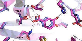 Comparison of homology model and protein structure